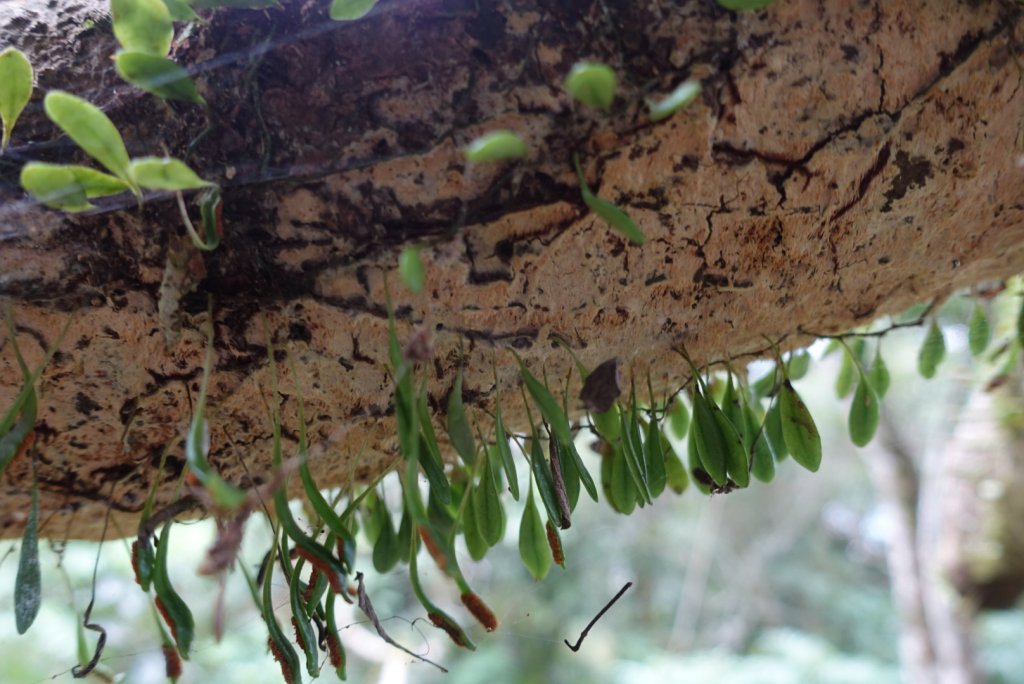 小鬼湖林道上亞泥迪山_1276980