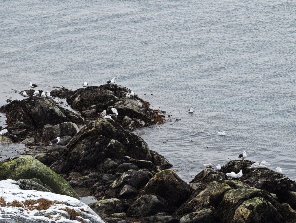 [紐約馬之行-27] 2025_1105 努克濱海木棧道(Nuuk Boardwalk)-下_2947668