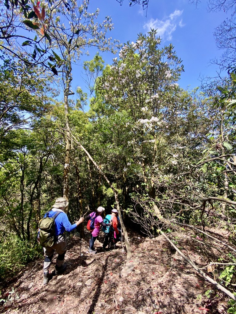 武界山-獅凸魯山-橫屏山（西峰）--撒落一路杜鵑    2022/4/9_1671077