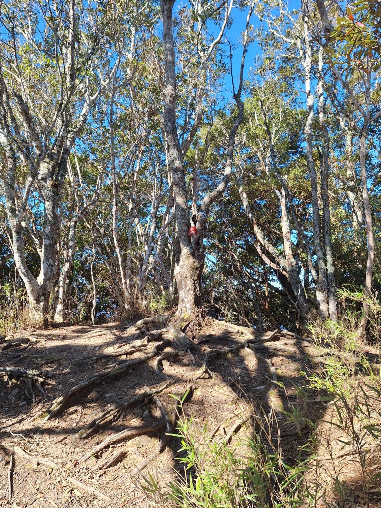 復興三尖之夫婦山+夫婦山西峰20241210_2667334