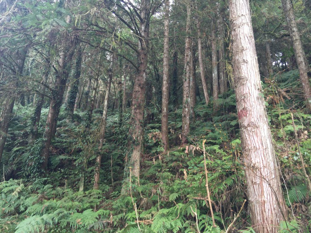 散落的珍珠-加羅湖_564986