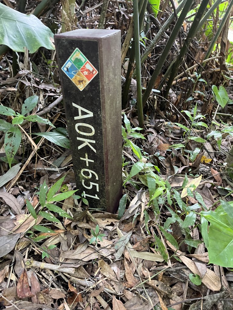 [百山百鳥尋旅-04/15] 2025_0817 龍過脈森林步道_2863267