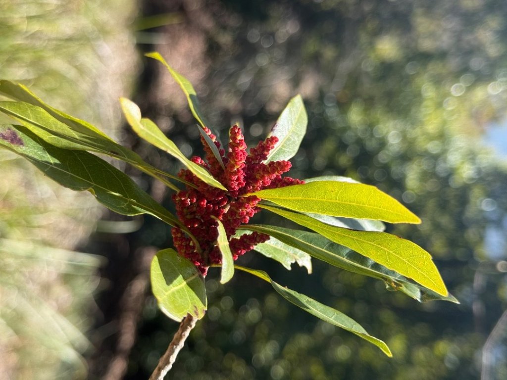 馬武霸O型_2745309