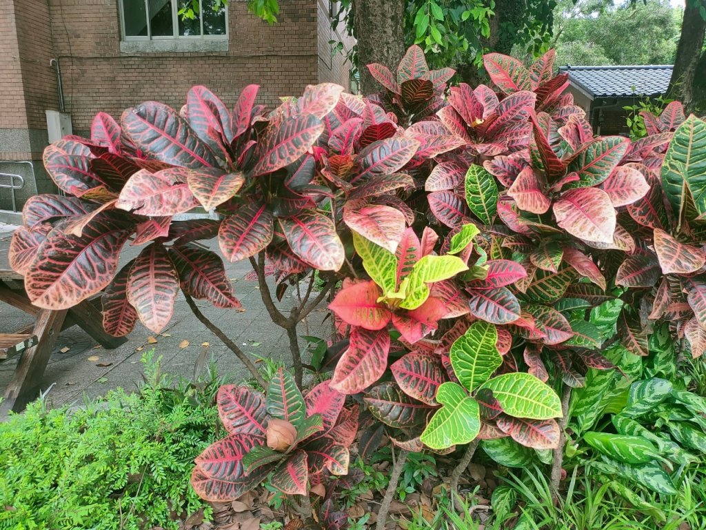 ［健康大穀東，台北趴趴走］（17~18）：台大椰林大道，台大舟山路（2023/7/29）_2239823