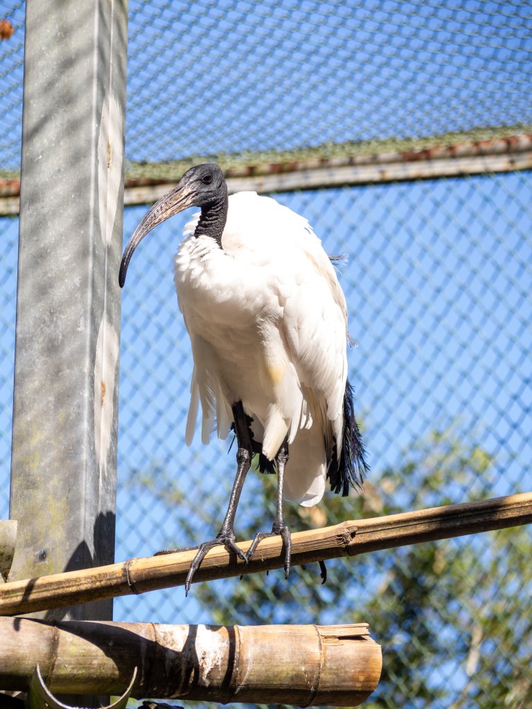 鳳凰谷鳥園_2961145