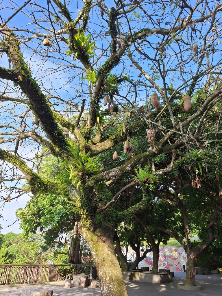 碧雲寺枕頭山O型20241006_2615774