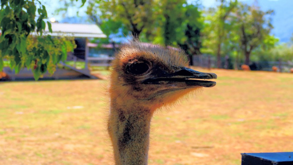 台東原生應用植物園_3015255