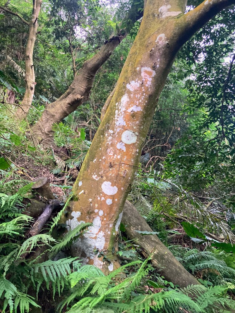 獨立山國家步道_2615951