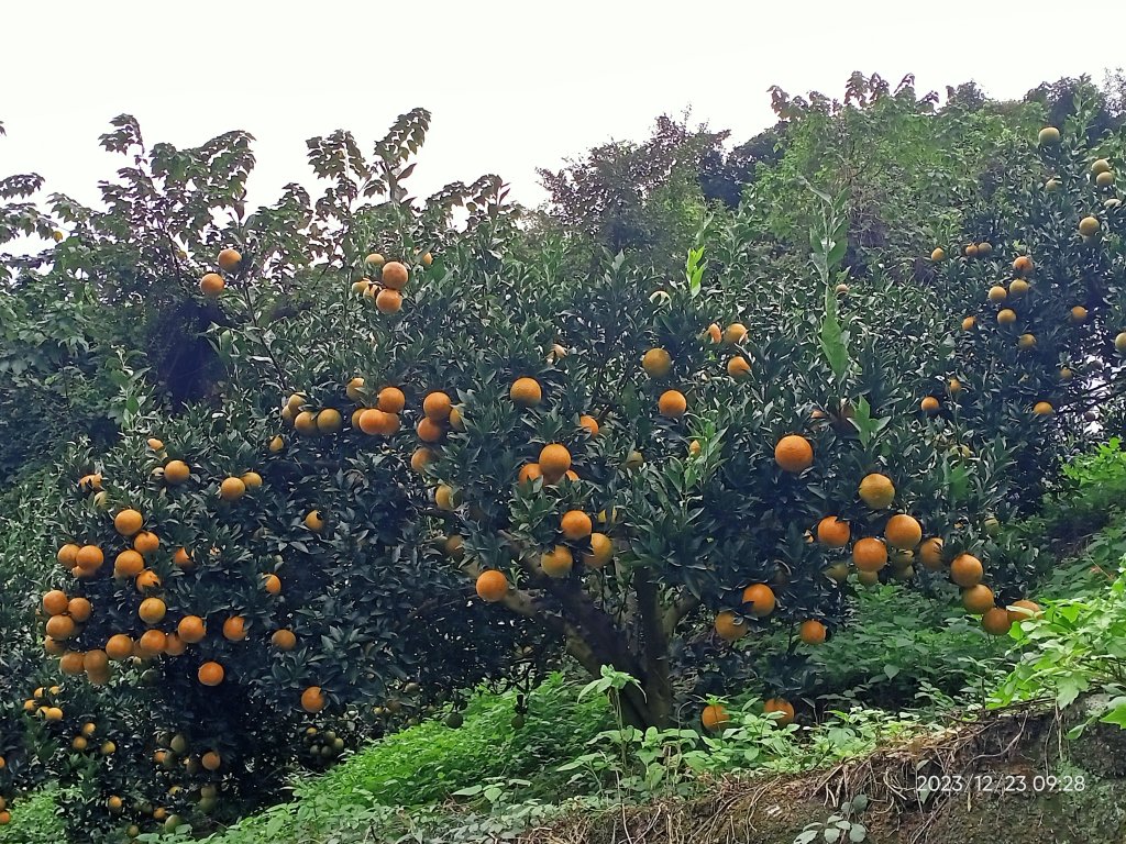 四訪苗栗的花果山-小百岳#037馬那邦山、雪霸國家公園管理處【小百岳集起來、苗栗-臺灣百大必訪步道】_2394297
