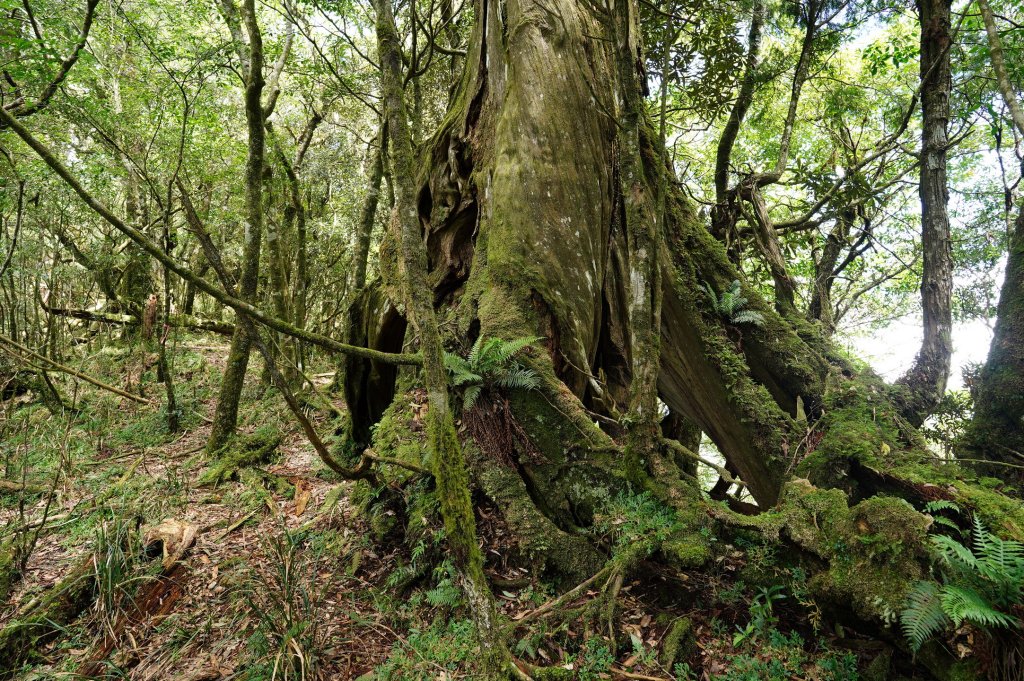 新北 烏來 山車廣山、檜山_2567382
