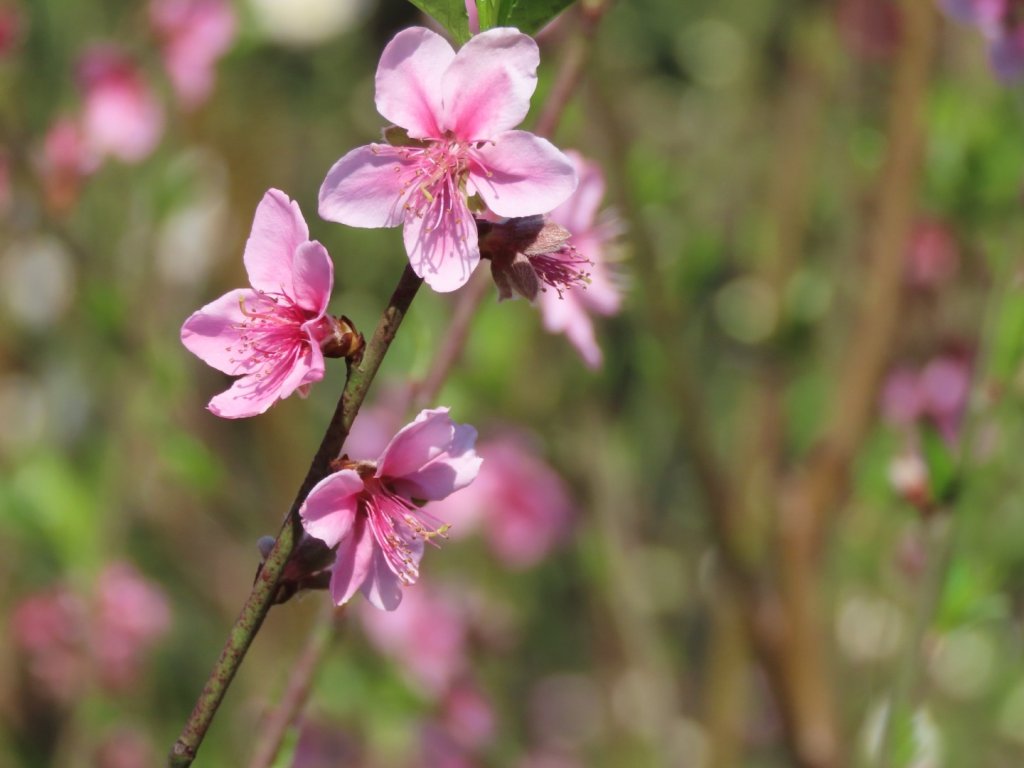 貓空［杏花林］碧桃花+櫻花（2024/2/14）_2433429