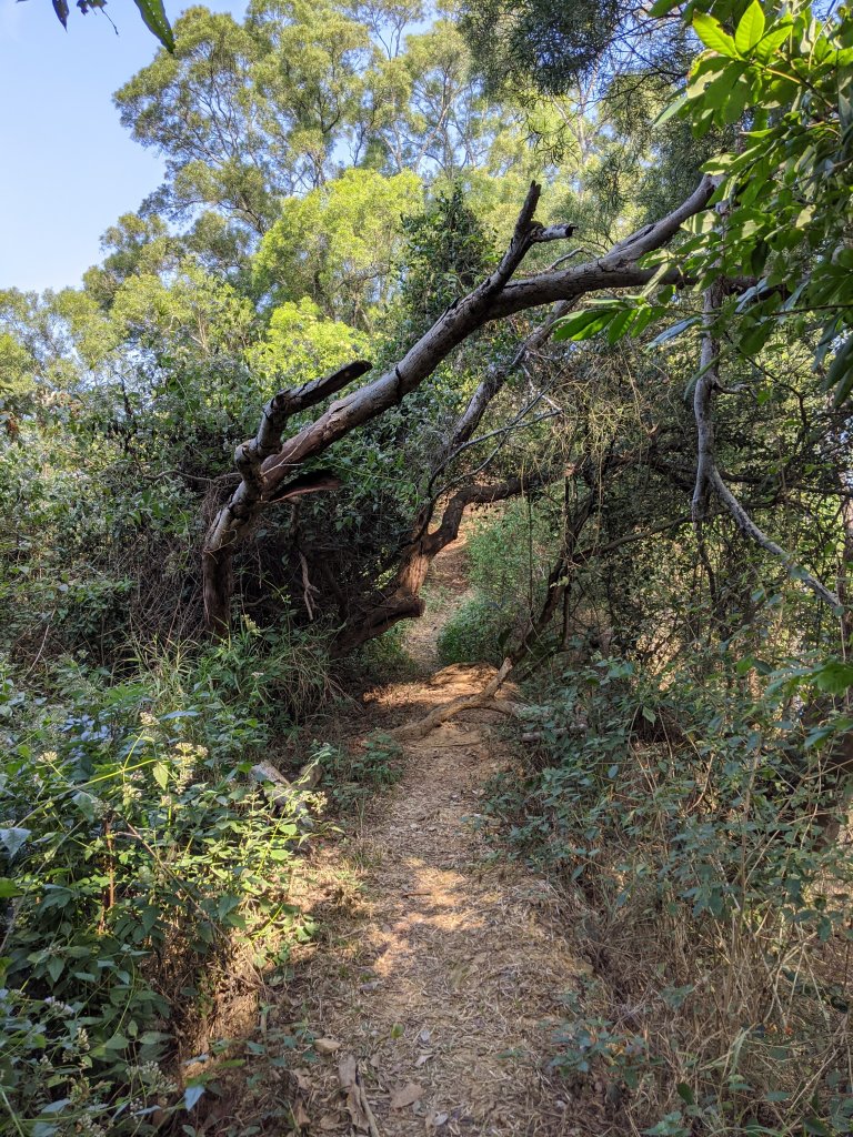 【高雄-小百岳】觀音山_稜線連峰O型縱走_796625