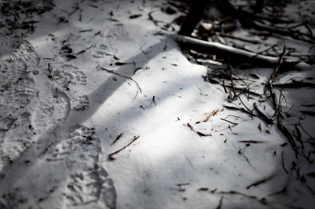 【塔曼山】雪季的糖霜白雪森林_1234615