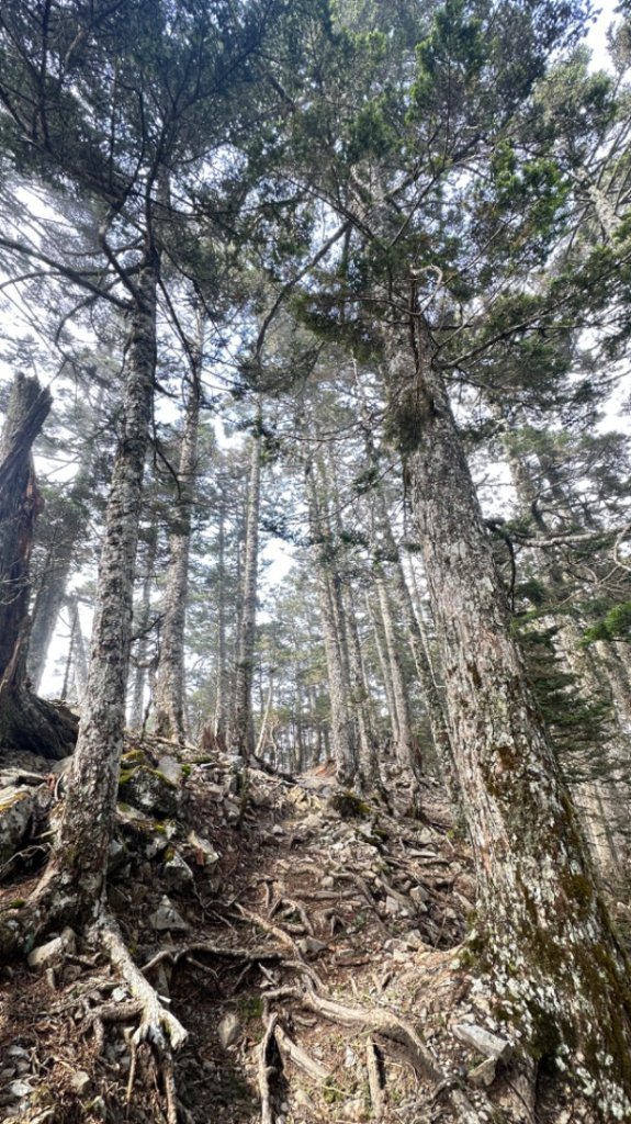 東埔-排雲-玉山西峰-玉山主峰_2753137
