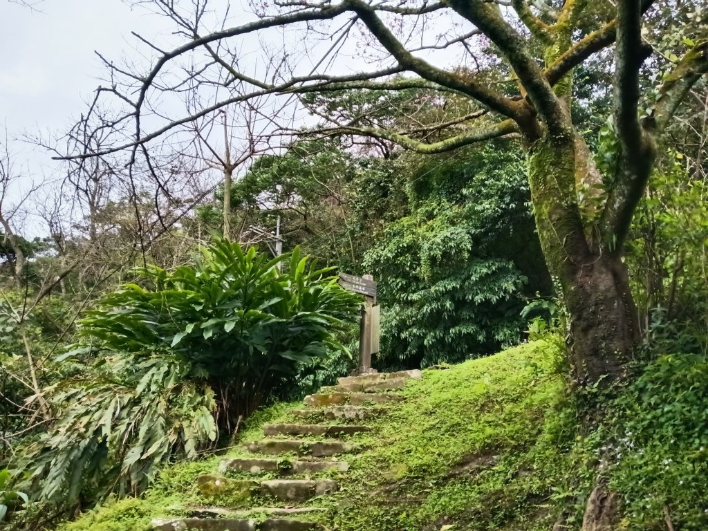 汐止區大尖山櫻花+秀峰瀑布O型_3009375