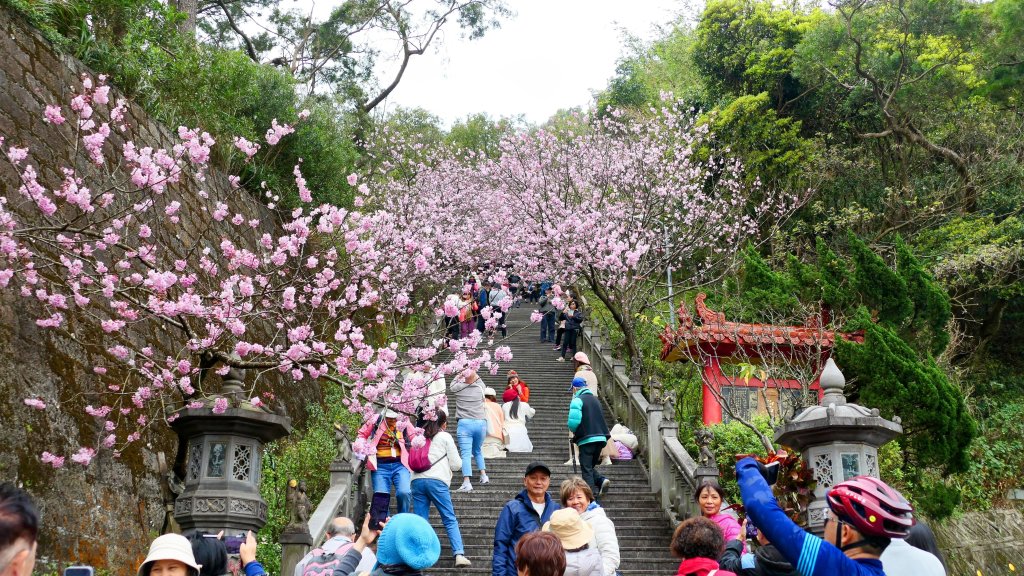 《臨江仙・碧山巖櫻花》_2714251