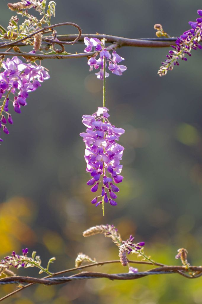 2018瑞里紫藤花季開跑_290601