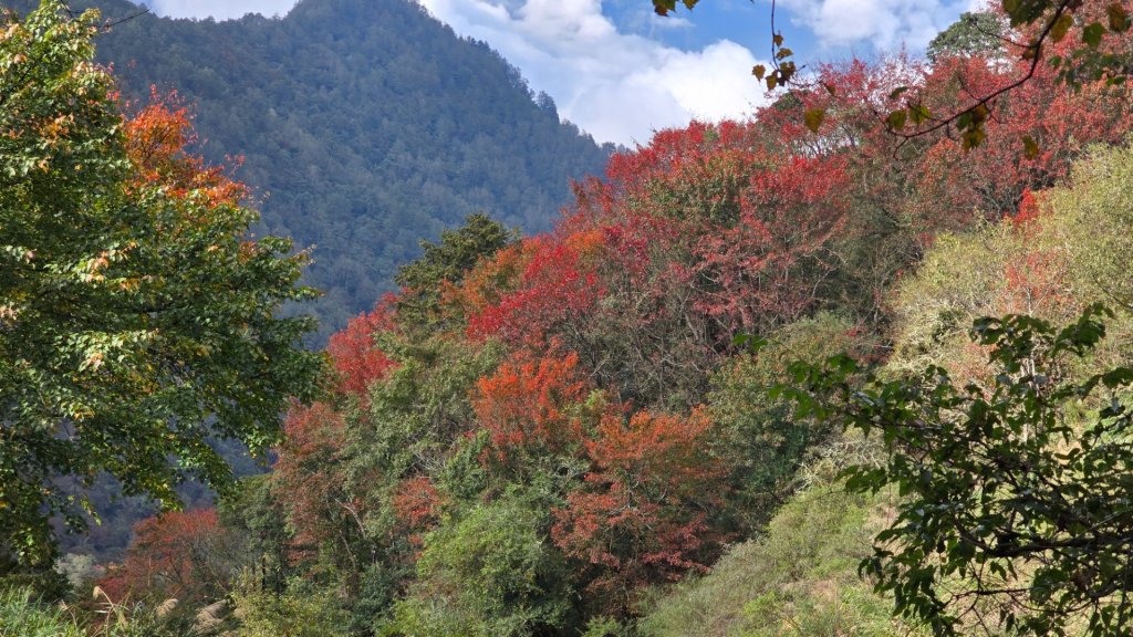 東埔山／鹿林山／鹿林神木_2666739