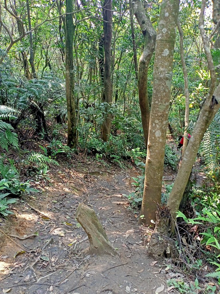 【臺北大縱走 4】2-1 風櫃嘴→雙溪溝古道→五指山古道→大崙頭山北面步道→碧山路_2113305