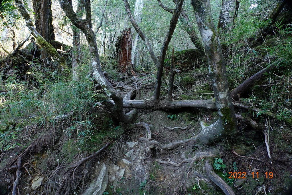 南投 信義 西巒大山_1922334
