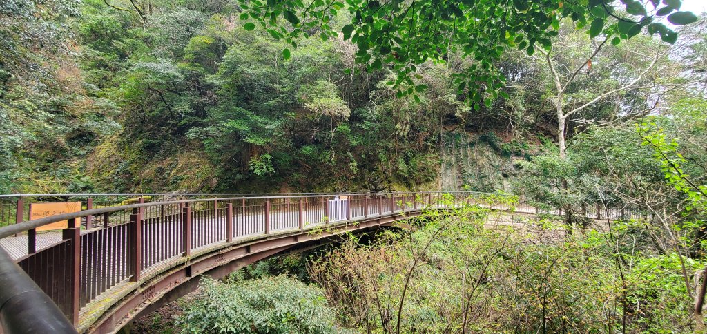 2024-03-16拉拉山神木群步道_2456029
