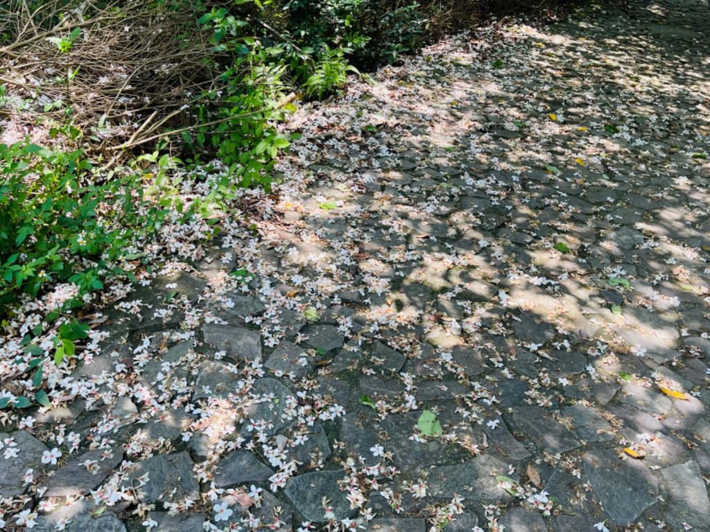 1140427二訪～關刀山_2771849