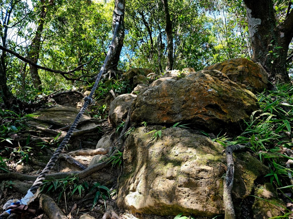 (天上山系)望月亭桐花-2025微笑山線大縱走尋寶集章任務_2870343
