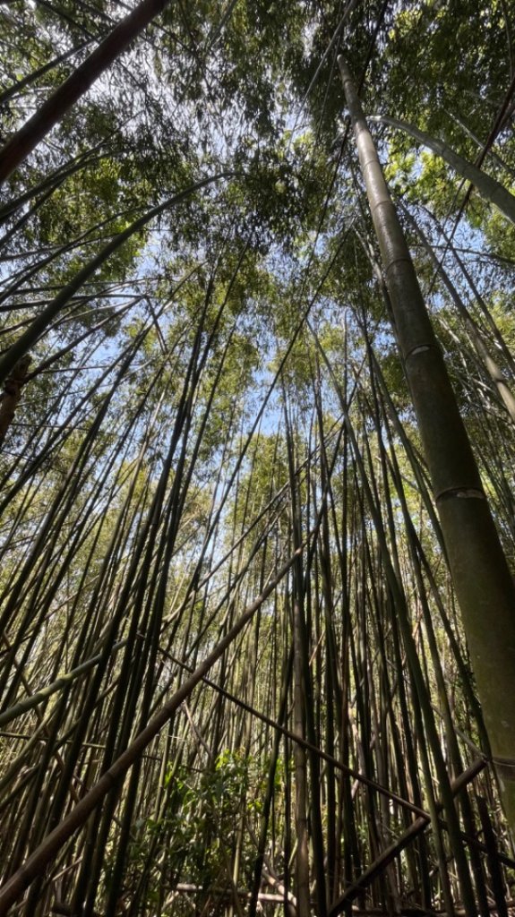 探訪高義日治時代鐵線吊橋-鷹山駐在所遺址-鷹山_2762048