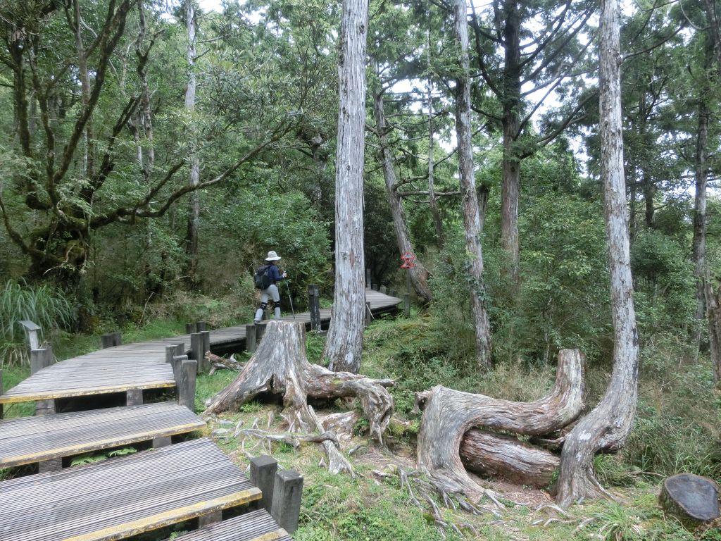 檜木原始林．鐵杉林自然步道_380273
