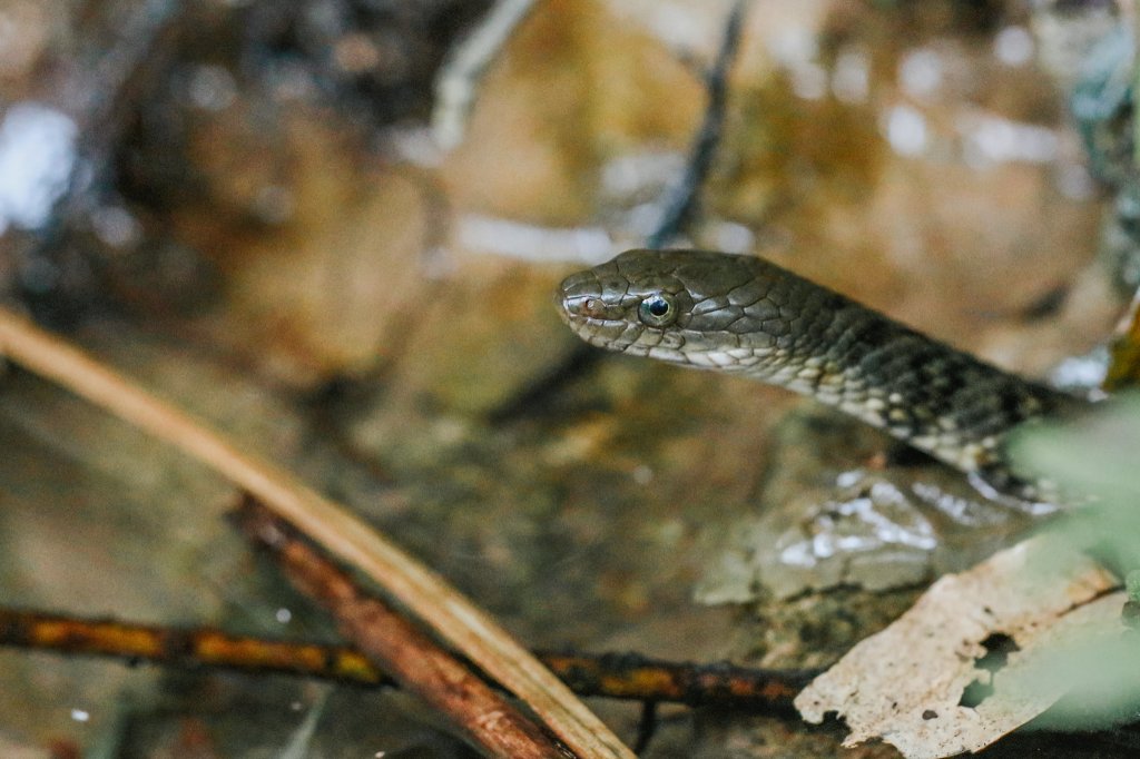 遇見淡水版花園鰻 - 半嶺水圳步道上游段 & 松溪瀑布_2651143
