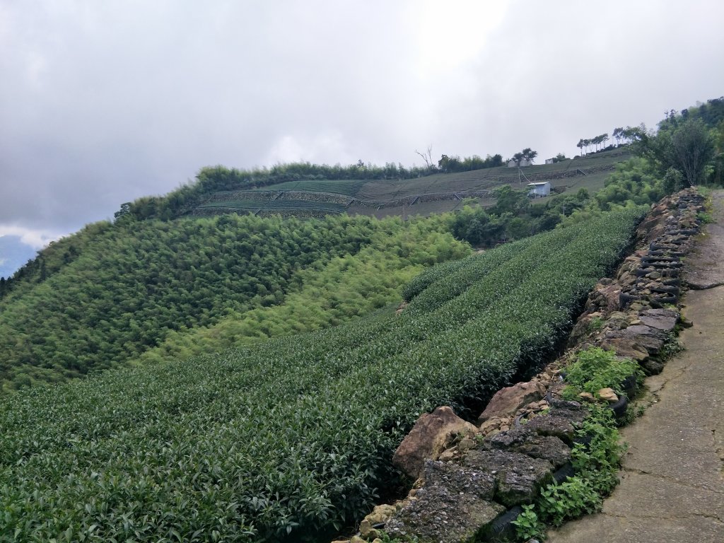 嘉義百大步道：桃荀古道與大尖山_1414701