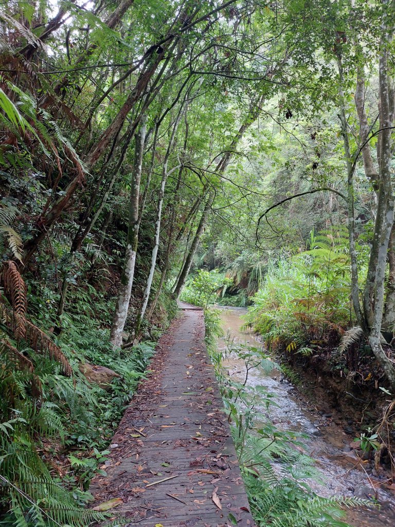一日魚池三步道：澀水森林步道、魚池尖登山步道、金龍山步道20220702_1803885