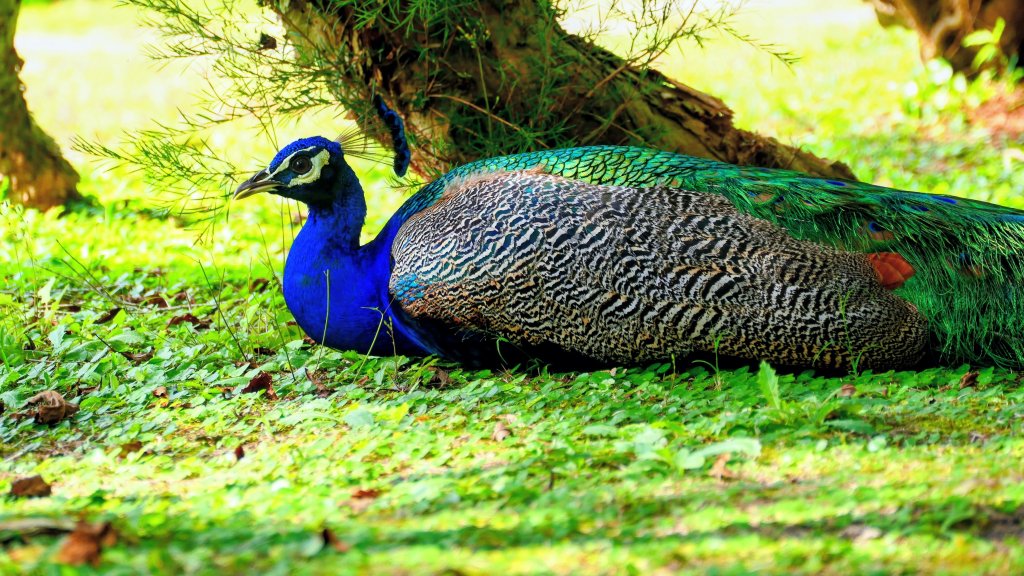 豐之谷,理想大地,林田山,立川漁場_3007273