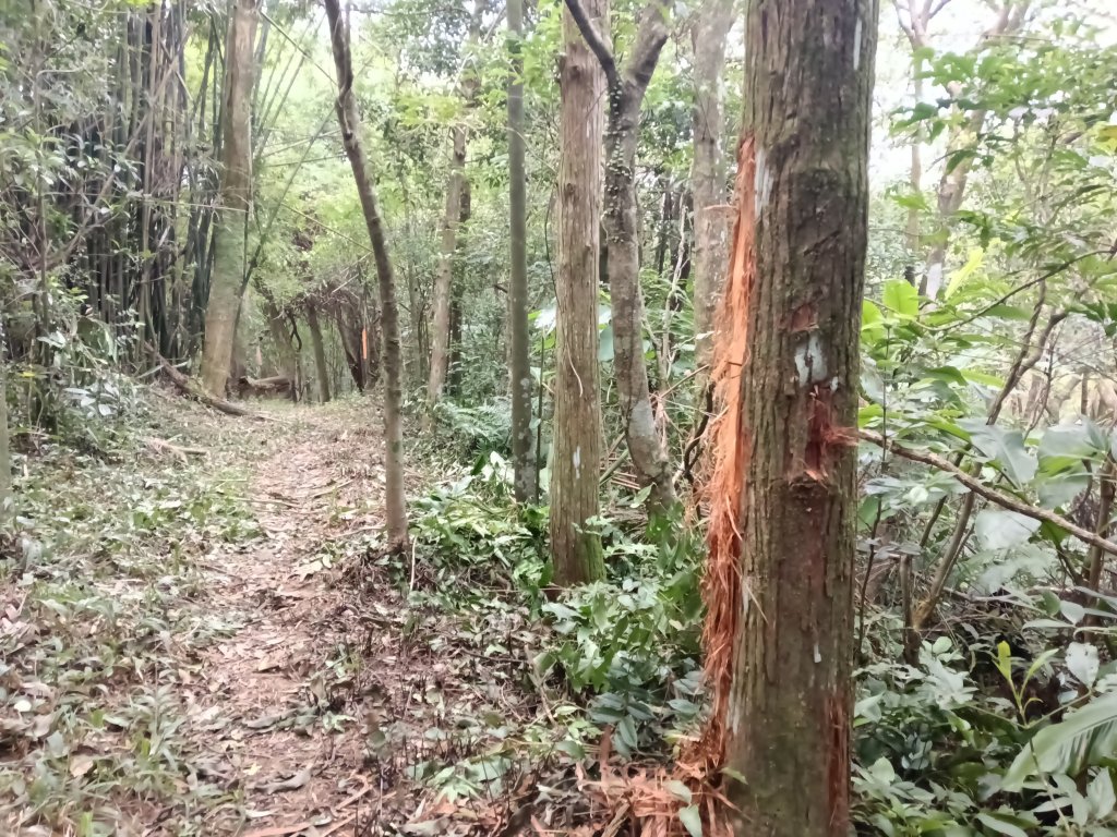 雙溪區東內平林山+上平林山+平林山去回_2952497