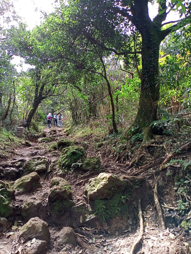 【臺北大縱走 2】鞍部→大屯群峰→清天宮_1276352
