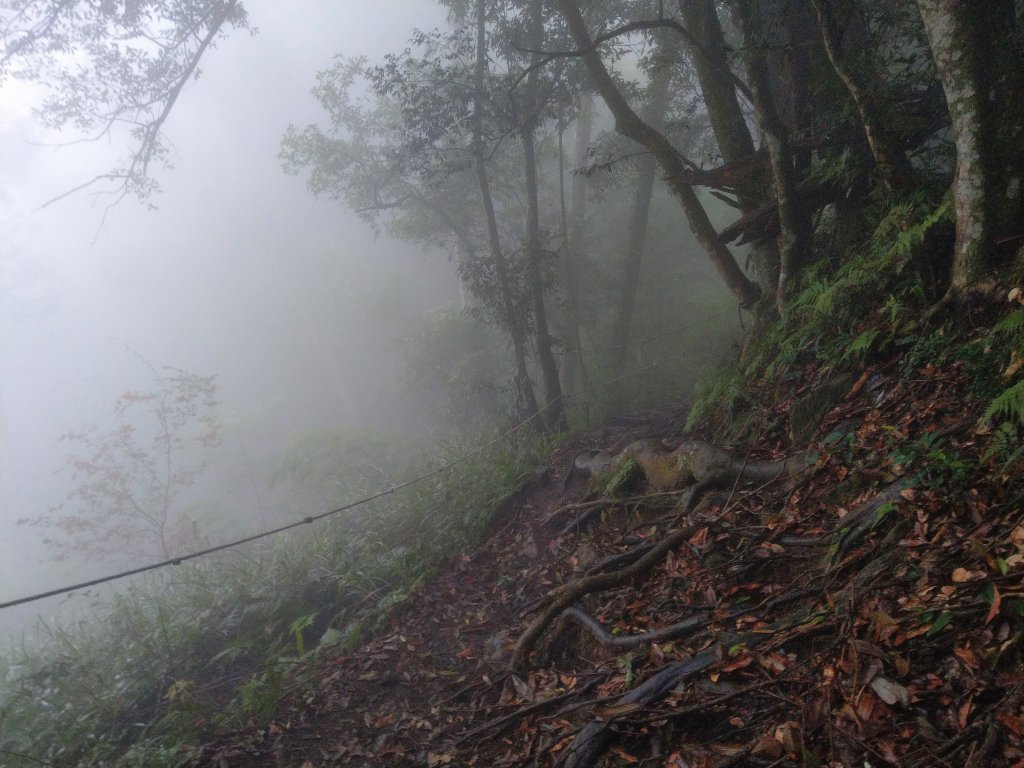 天氣多變大霧瀰漫的溪頭鳳凰山步道(小百岳#53)_1494934
