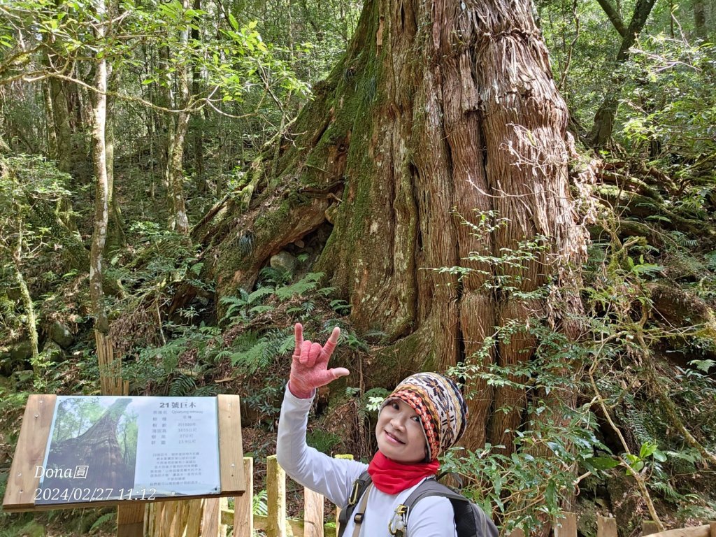 司馬庫斯巨木步道Yaya,櫻花園賞櫻_2440713