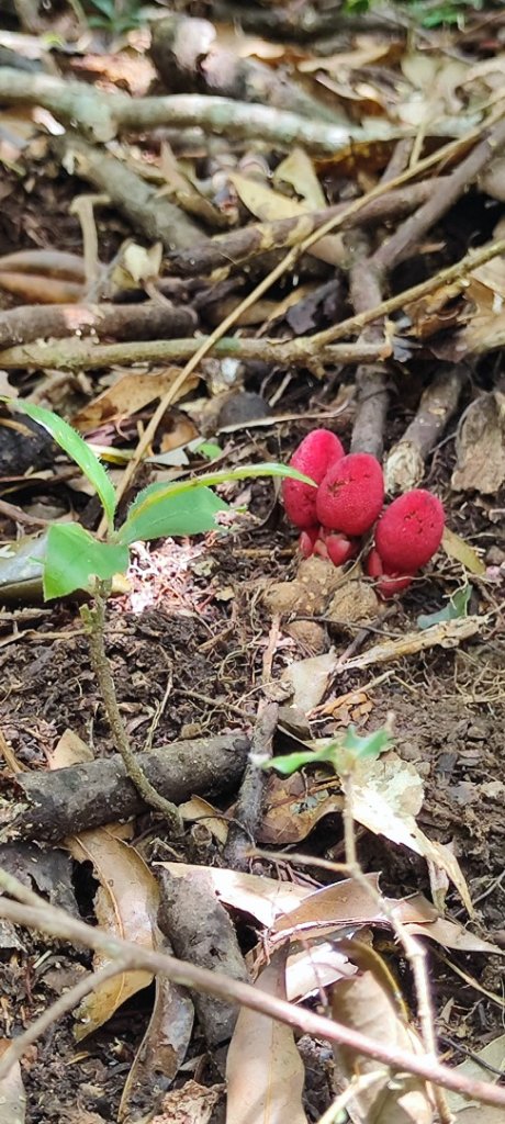 東滿步道+拉卡山_2599097