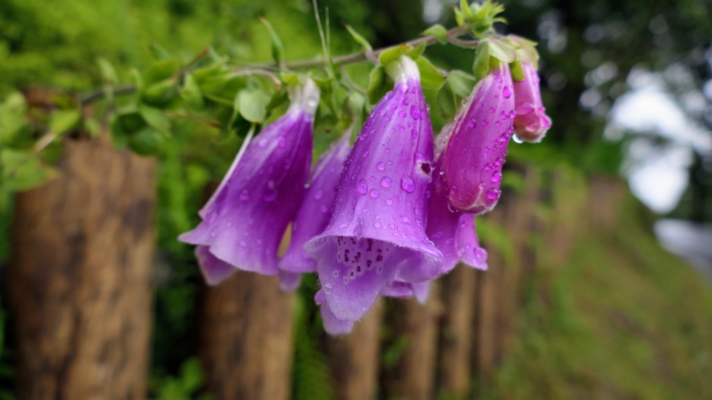 阿里山森遊區-祝山,對高岳步道_2537076