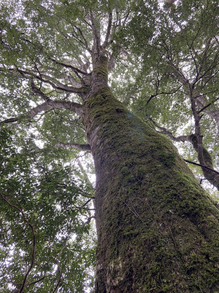 尋訪歷史的軌跡-秀巒軍艦岩登芝生毛台山與虎禮山_1634197