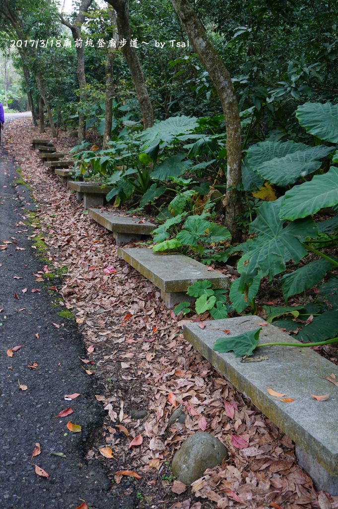 廟前坑登廟步道20170318_109566