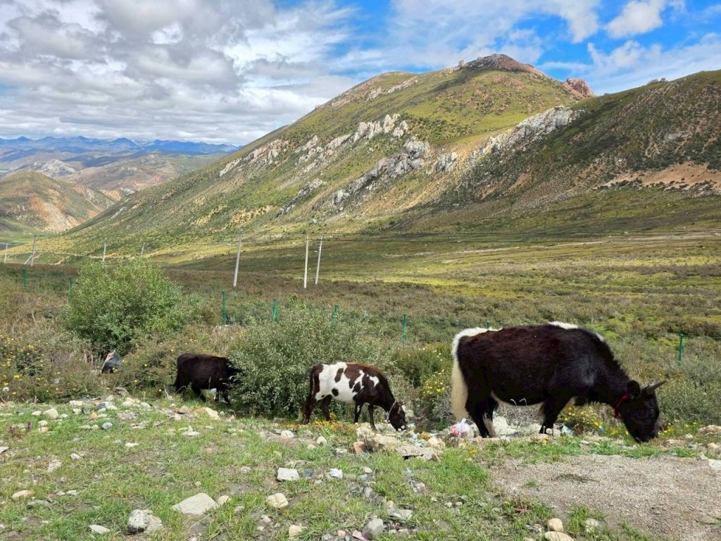 西藏♥️可愛動物🐎人物寫真/拉薩旅拍/美食_2902963