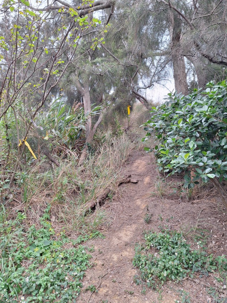 苗栗基石:貓貍山、將軍山、公司寮山、半天寮山、白沙屯山_2693792