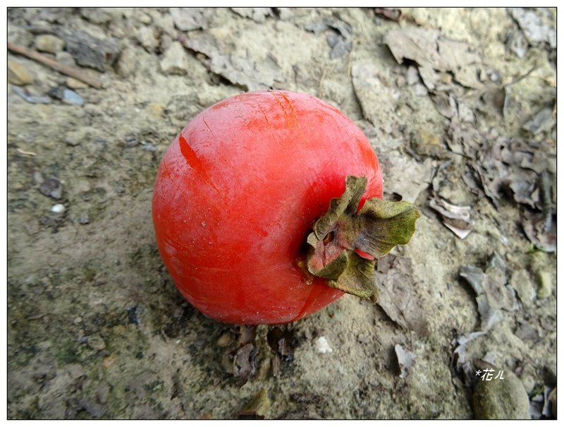 2021嘉義/番路鄉柿子節_1487306