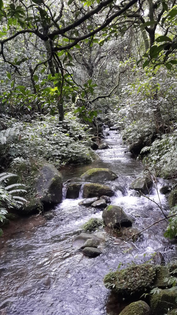 大雨過後的向天池、二子坪到鞍部_686694