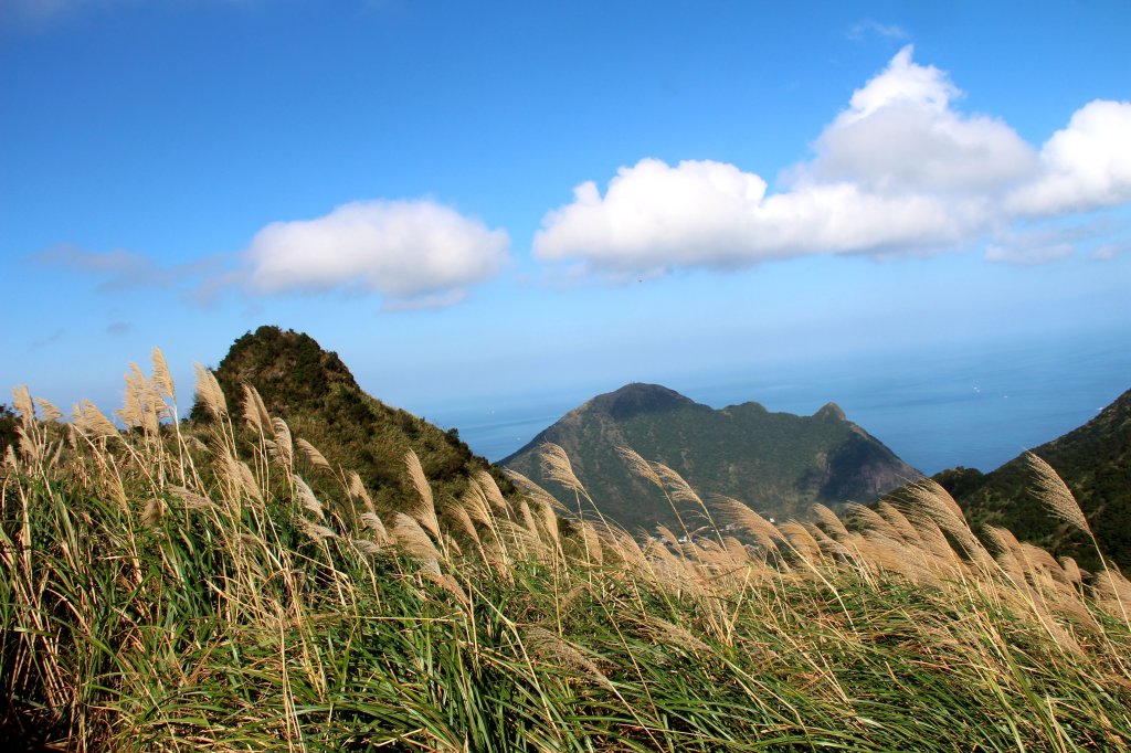 【金瓜石】漫山芒花怒放浪漫，礦山藍海奇景夢幻！_2964011