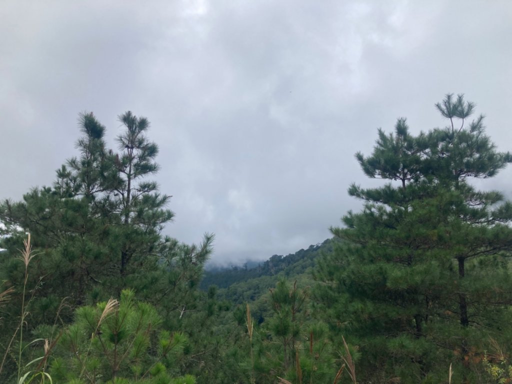 雲霧步道_2316077