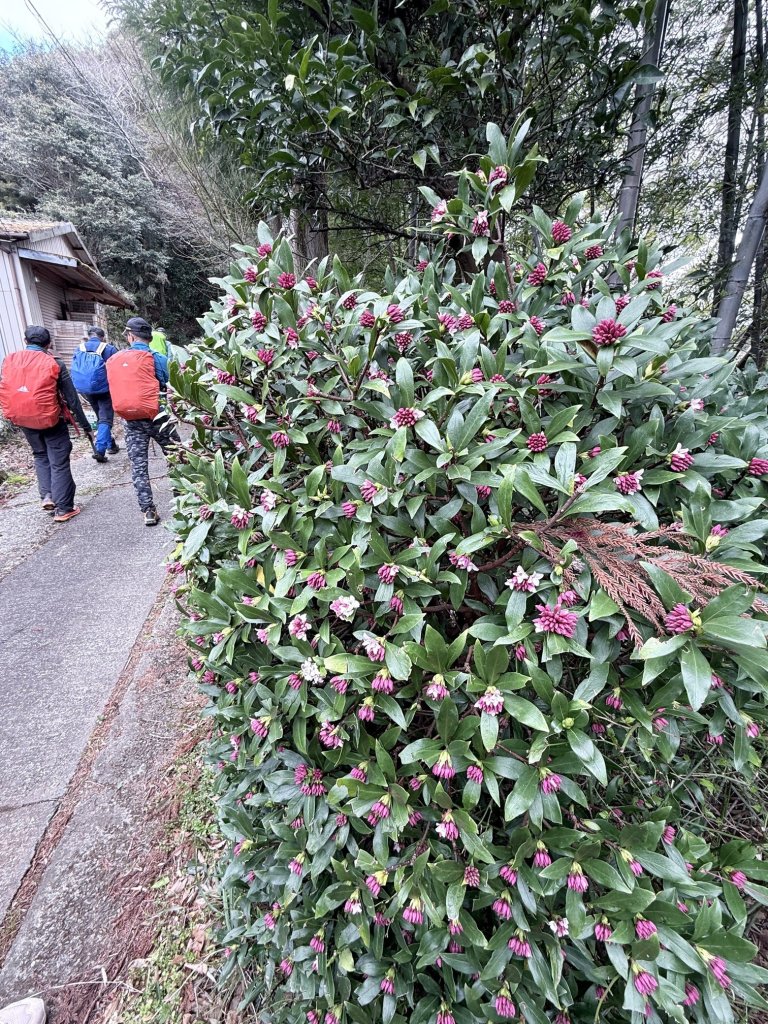 熊野古道中邊路D1 紀伊田邊、潮見峠O繞 2025.3.16_2744394