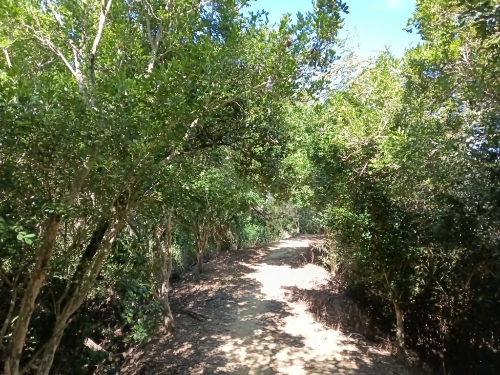 頭份鎮鹿廚坑步道+鹿廚坑山_2938014