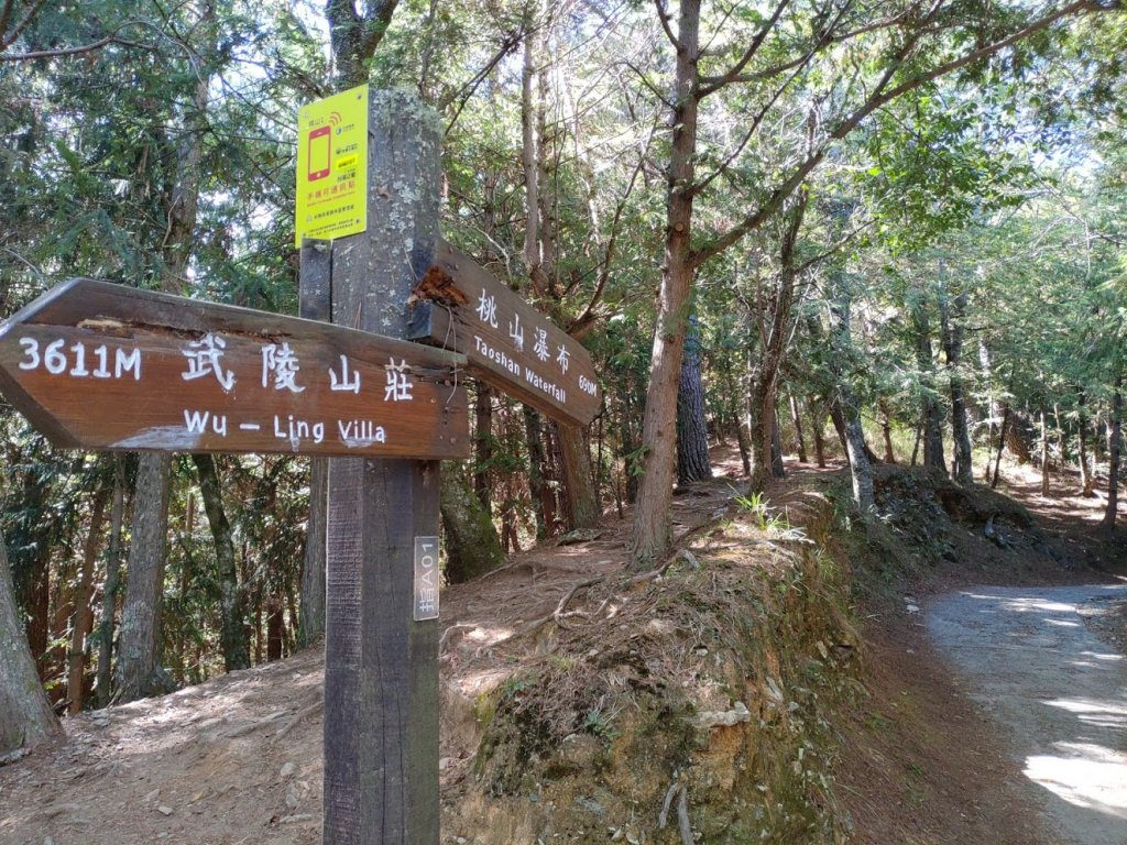 如童話般的森林步道-武陵桃山瀑布步道_1190832